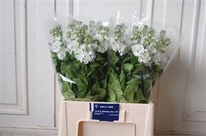 MATTHIOLA WHITE 60